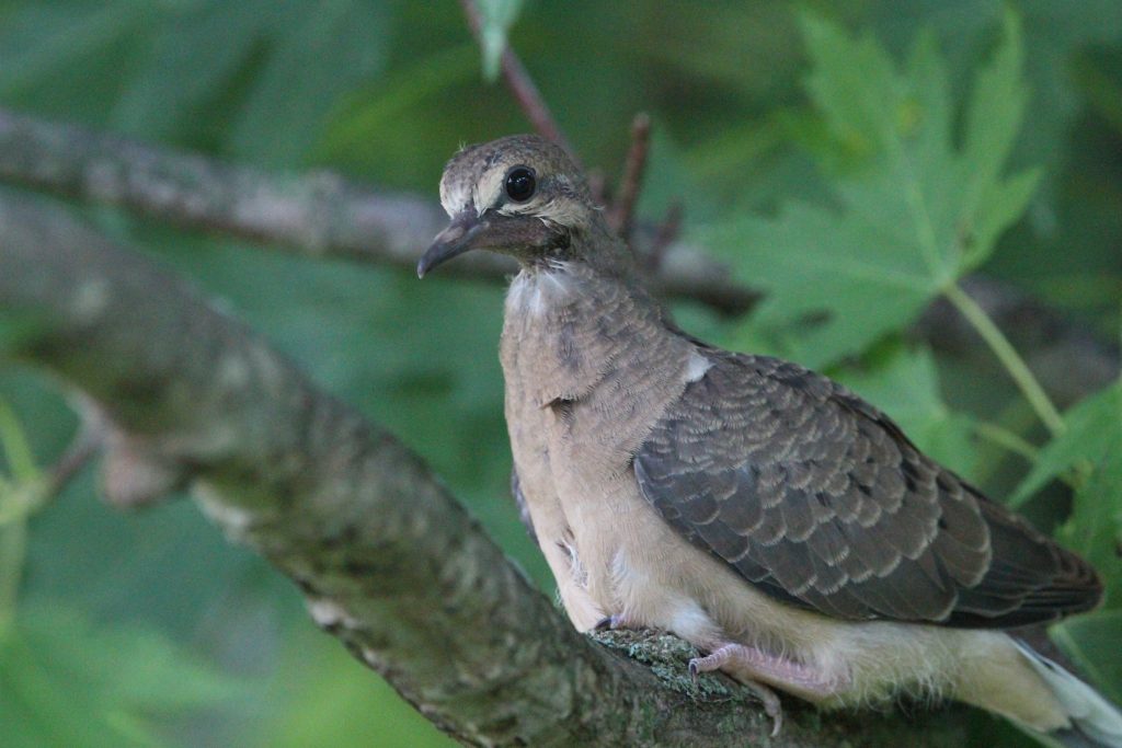 baby mourning dove on ground
