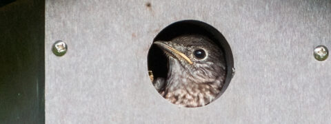 a young bluebird looking out of the entrance hole of a nest box.