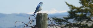 a mountain bluebird perched on a barbed-wire-wrapped post with snow-capped mountains in the background