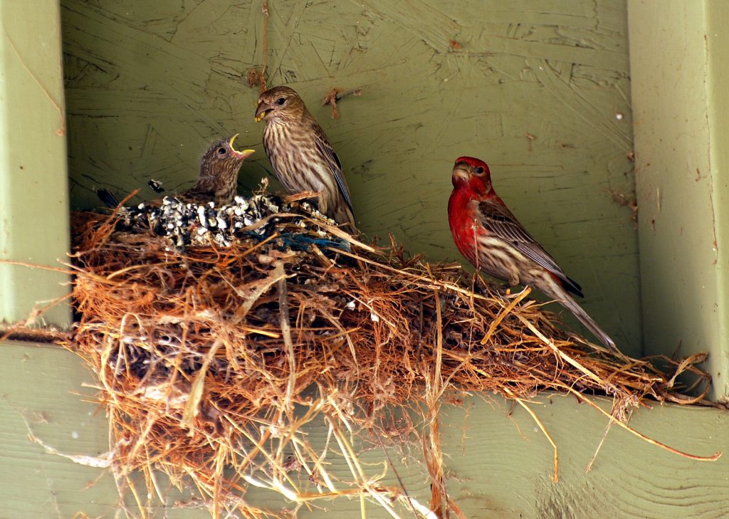 A Family of Finches