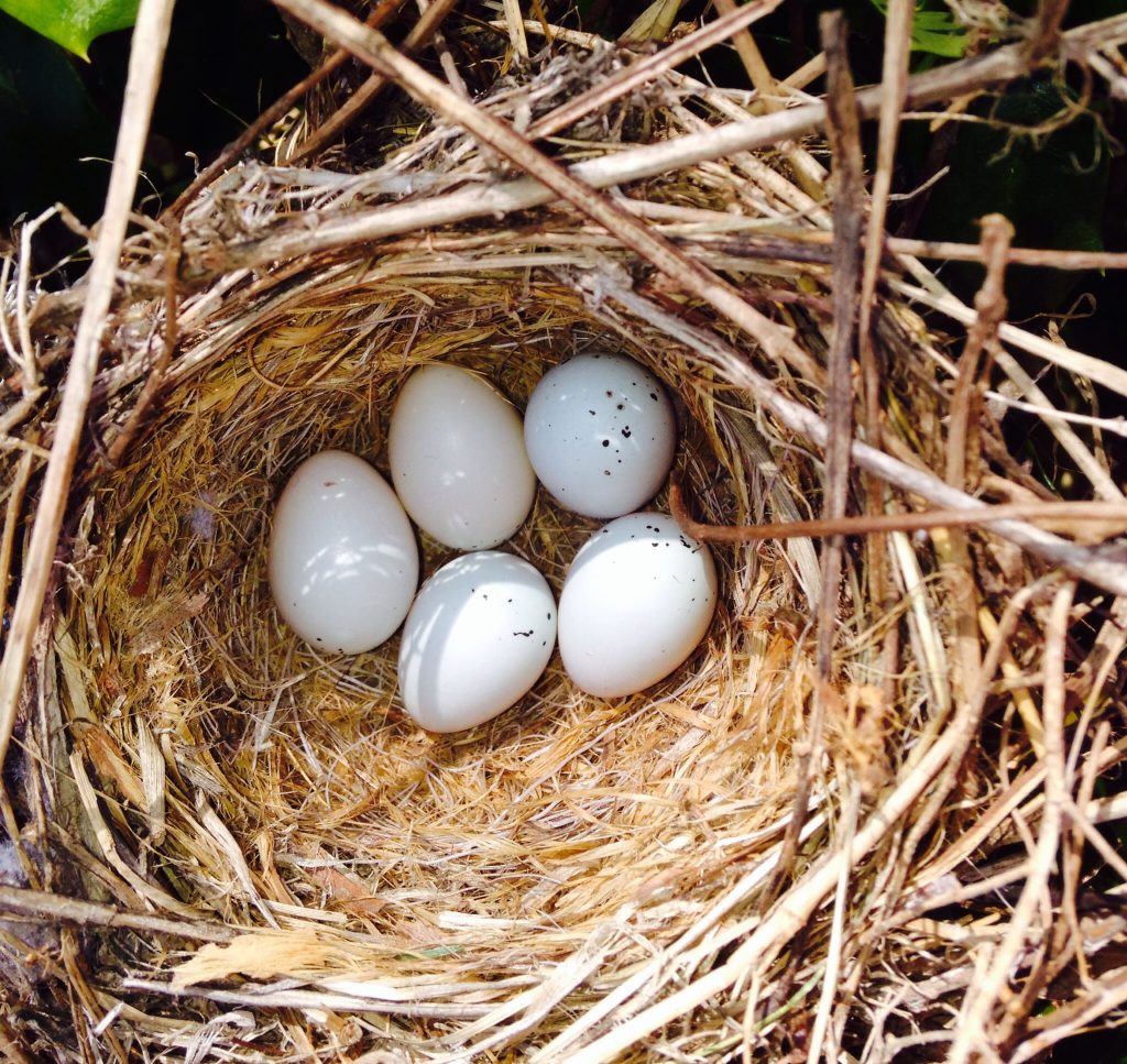 A Clutch of Eggs