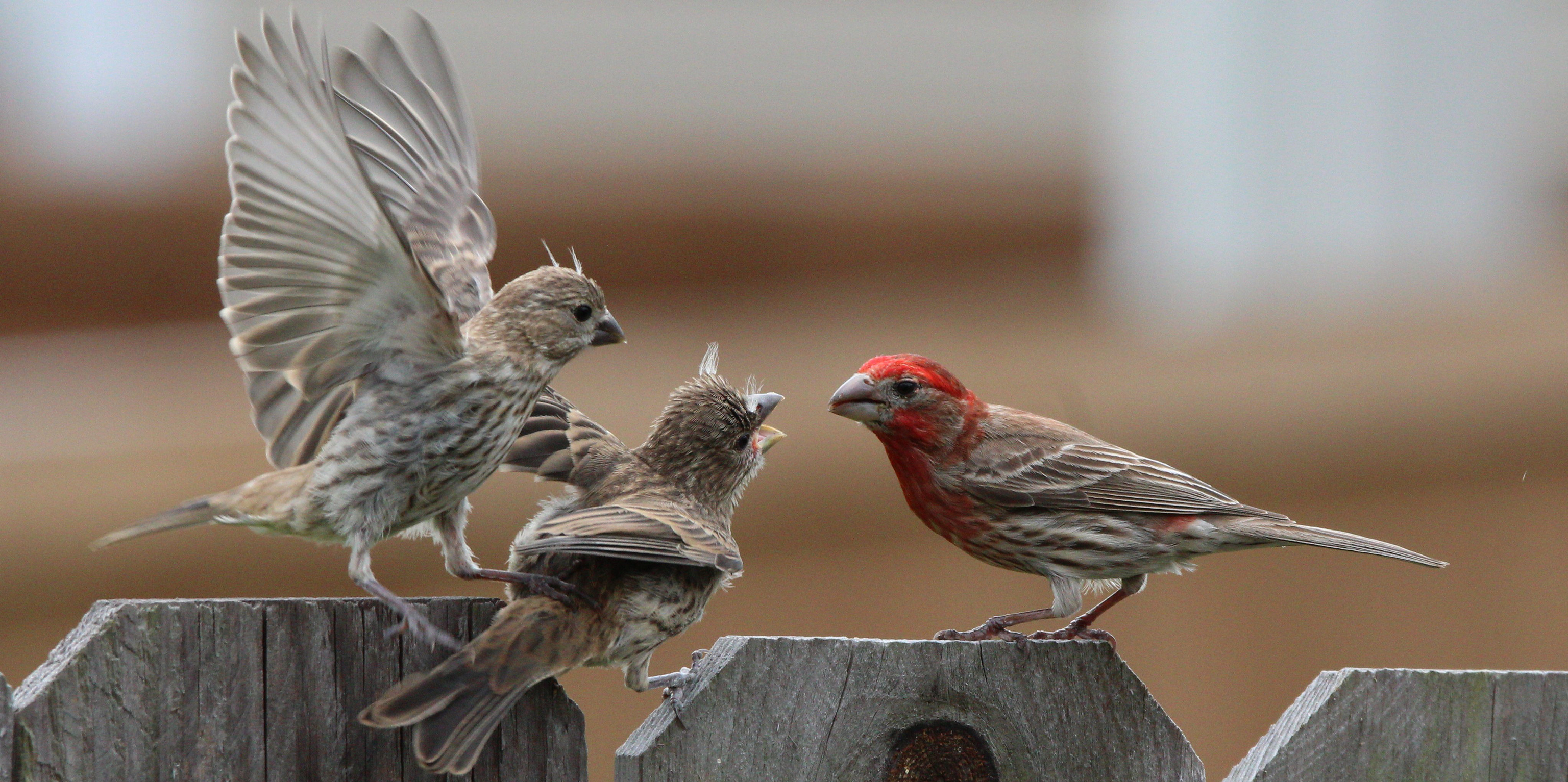 two fledgling House Finches perched on a fence begging for food from an adult male.