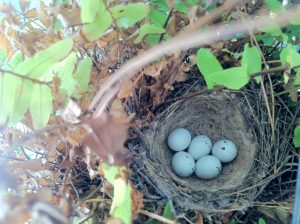 House finch eggs that are pale blue with sparse dark markings in a nest.