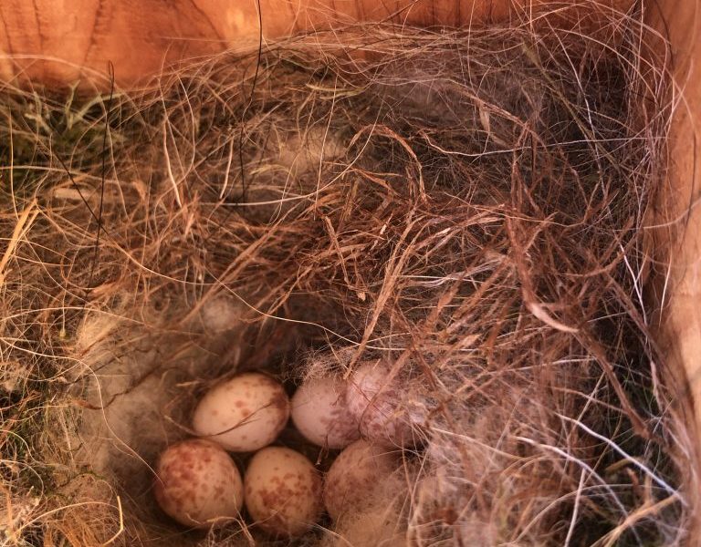 A Carolina Chickadee nest in a nest box with six eggs.