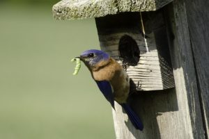 mae Eastern Bluebird with a catepillar in its mouth, prerched at a nest box entrance hole.