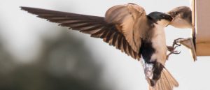 a tree swallow adult alighting on a nest structure, feeding a nestling that is reaching out of the entrance hole.