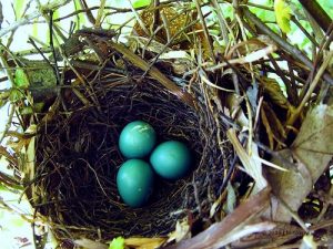 Gray Catbird - NestWatch