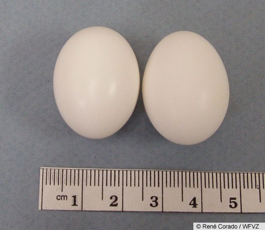 mourning dove eggs size
