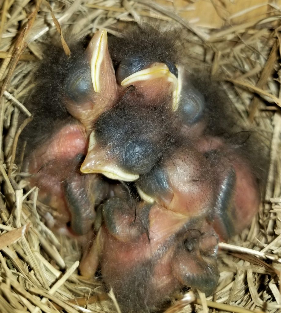 Baby Bluebird Development: Understanding the Growth of Your Fledgling Friend