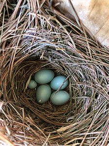 Five bluebird eggs in a nest. One egg is considerably smaller than the others.