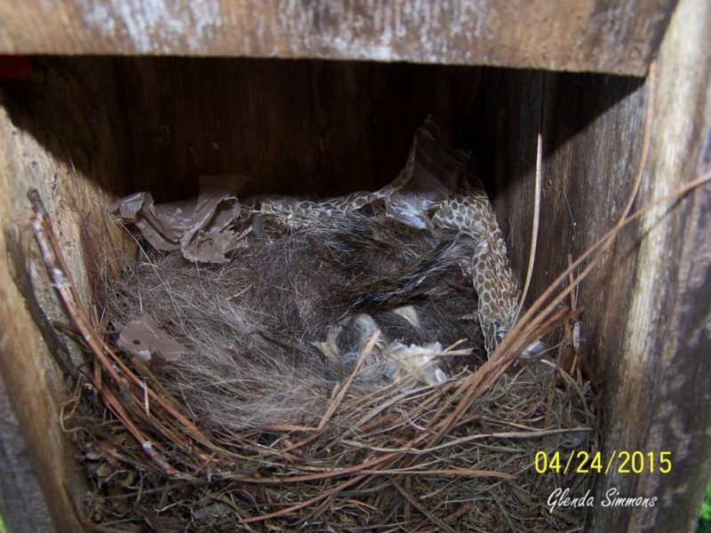 A Great-crested Flycatcher nest with snakeskin woven in.