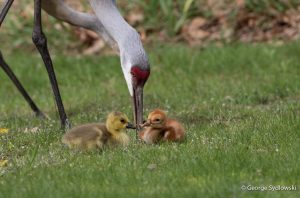 Sandhill Crane bends down to feed its colt and an adopted Canada Goose gosling