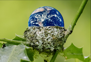 A hummingbird nest edited to that an image of Earth appears to be siting in the nest.