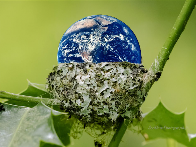 A hummingbird nest edited to that an image of Earth appears to be siting in the nest.