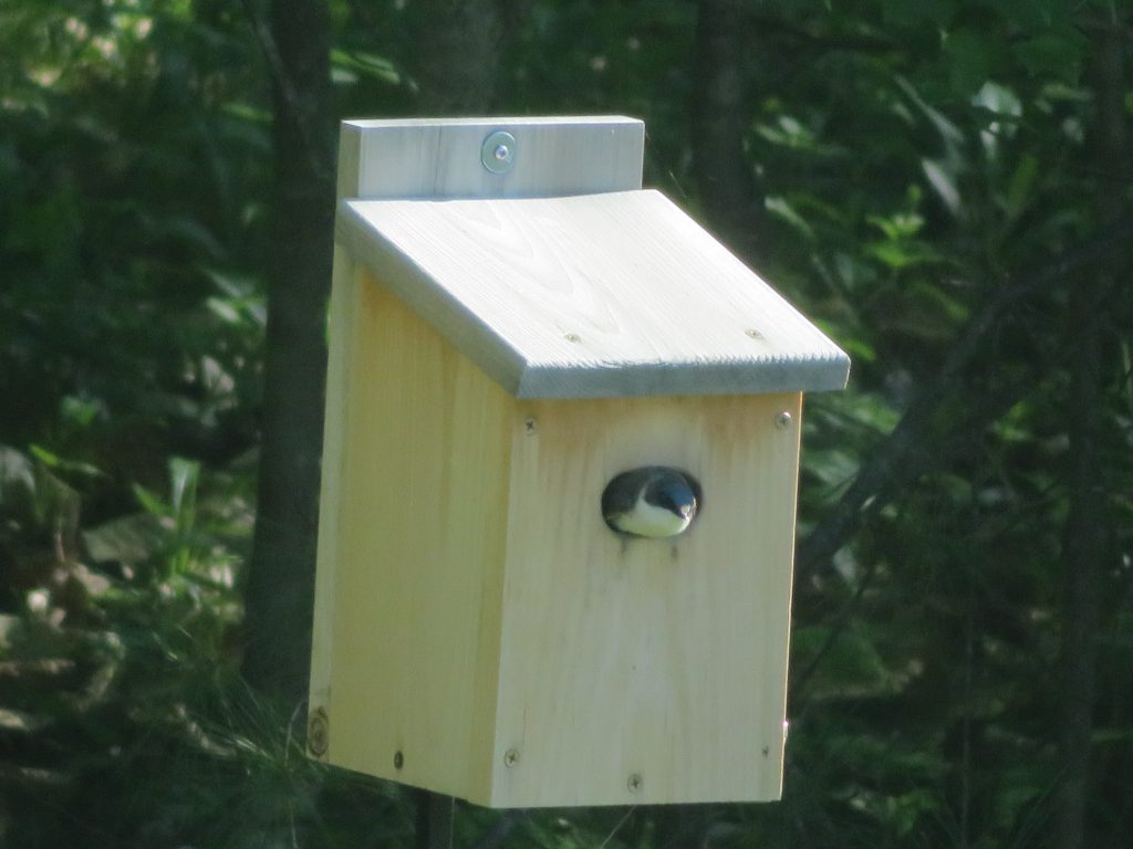 12-tree-swallow-nest-box-plans-in-2020-bird-house-bird-houses-bird-house-plans