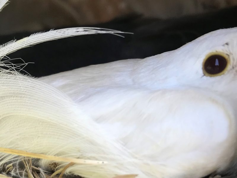 a close up on an all-white nestling in a nest lined with feathers