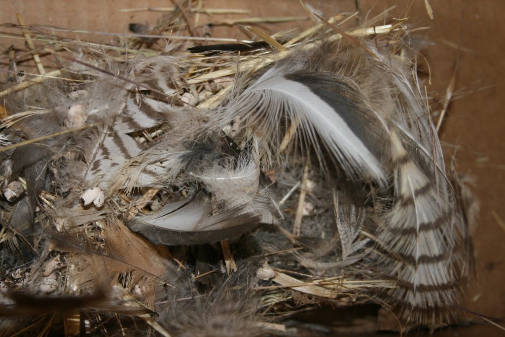 NestWatch | violet green swallow nest - NestWatch