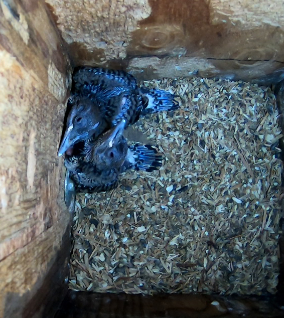 Northern Flicker Nestlings