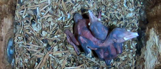 two featherless Northern Flicker nestlings lying on wood chips inside a nest box