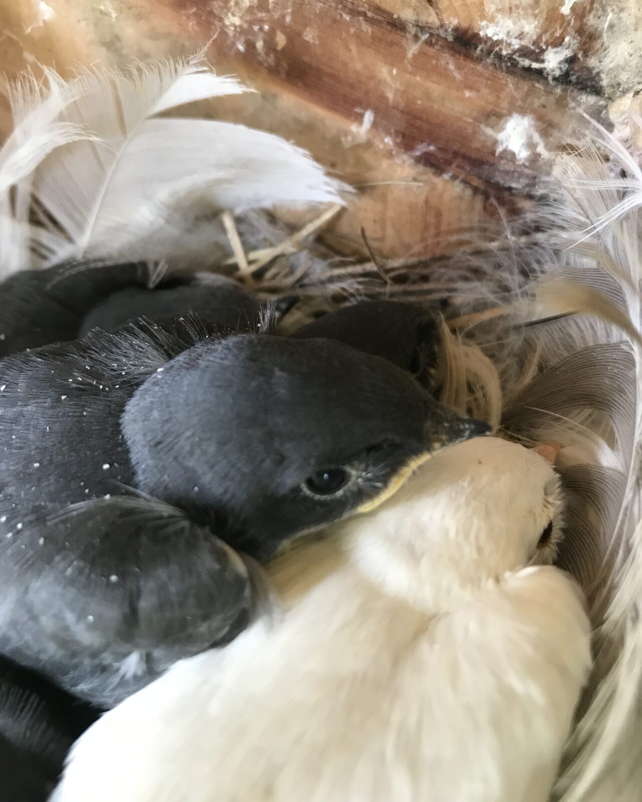 An Albino Tree Swallow In The Nest