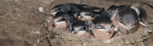 Barn Swallow nestlings in nest