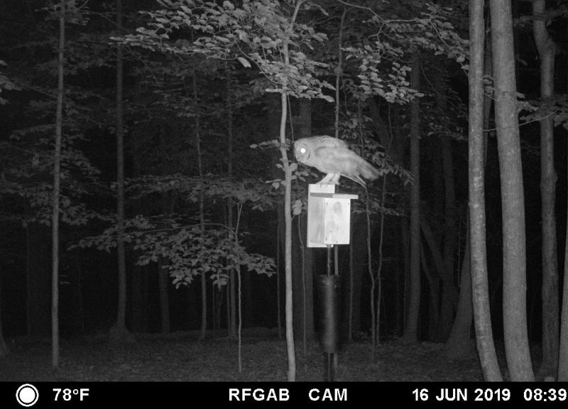 An infrared image of a Barred Owl perched on top of a nest box, at night.