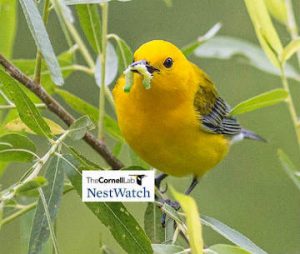 Prothonotary Warbler with a caterpillar in its bill
