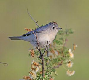 Lucy's Warbler perched on a branch