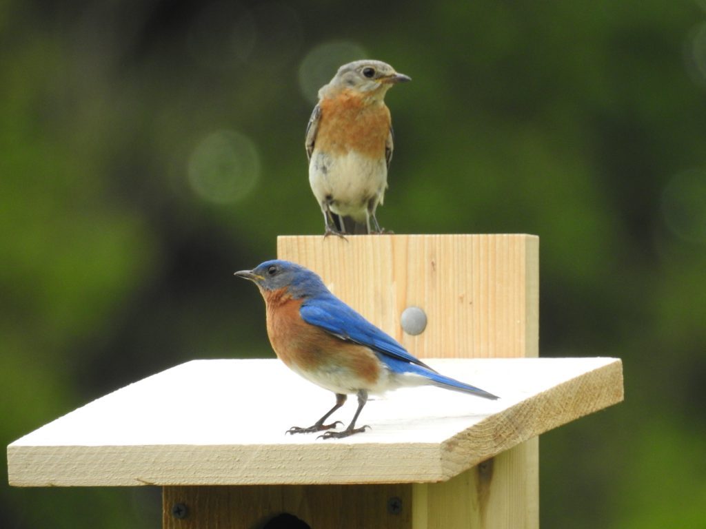 Eastern Bluebirds Scoping Out A Nest Box