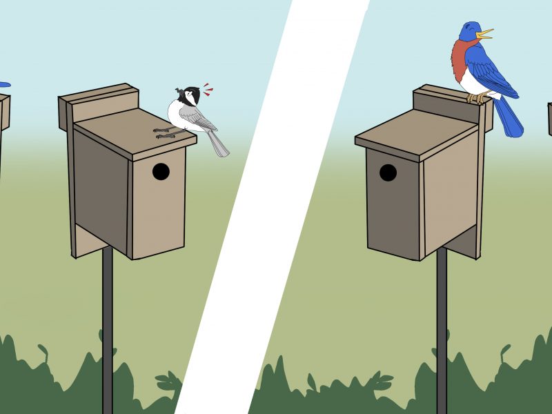 illustration comparing a situation when a bluebird will not let a chickadee nest in a nearby nest box with a large entrance hole, to a situation where the bluebird is allowing the chickadee to nest in a nest box with a small entrance hole.
