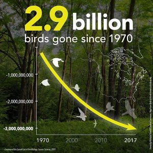 Graph showing 2.9 billion birds have disappeared since 1970.
