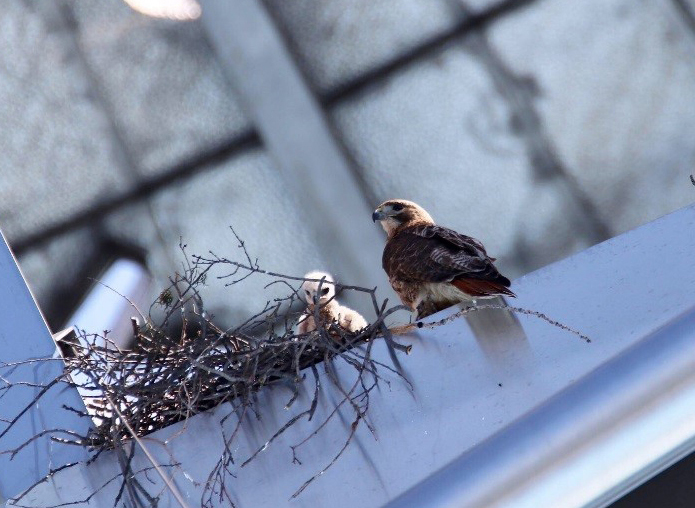 A Red-tailed Hawk adult and nestling in a nest built on the Unisphere.
