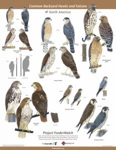 poster featuring 7 species of hawks and falcons, and thier identifying characteristics.