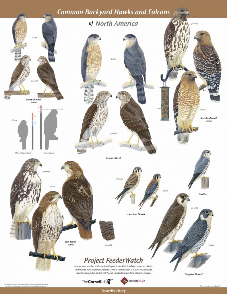 NestWatch New Poster Helps ID Hawks and Falcons NestWatch