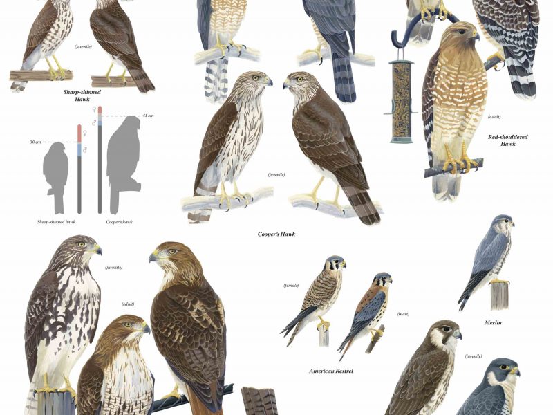 poster featuring 7 species of hawks and falcons, and thier identifying characteristics.
