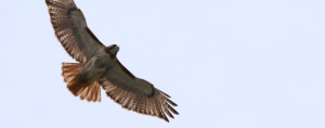 red tailed hawk in flight. seen from below