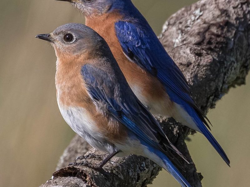 A lovely pair of Eastern Bluebirds surveys their territory.