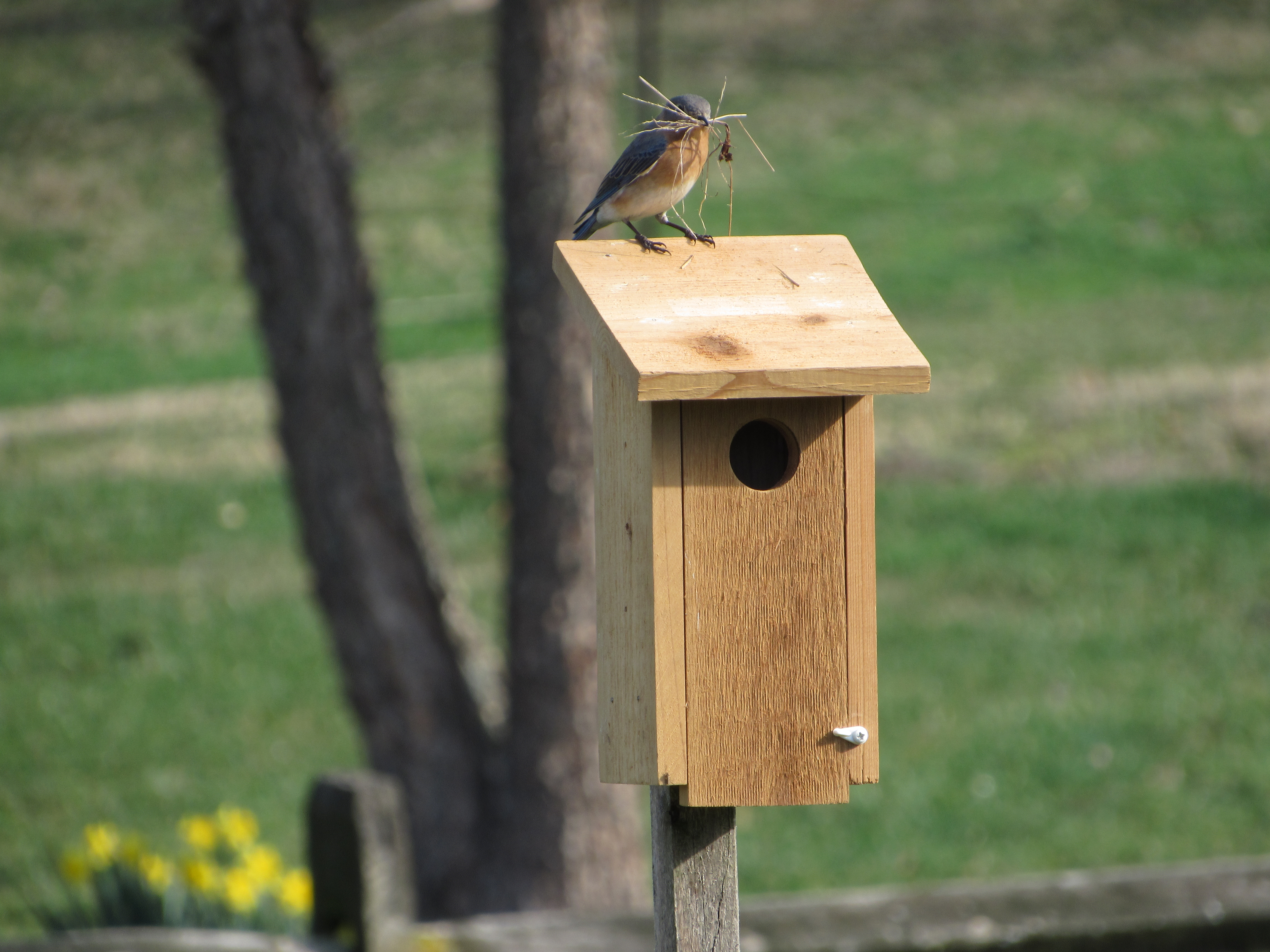 A female Eastern Bluebird carries nesting material while perched atop a wooden nest box.