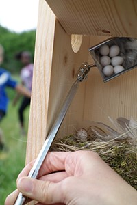 a nest box monitor uses a mirror to check a chickadee nest.