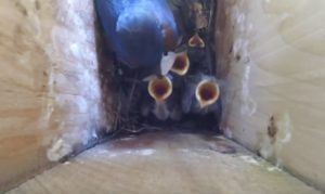 view inside the box of male eastern bluebrid feeding a nest of tree swallow chicks.