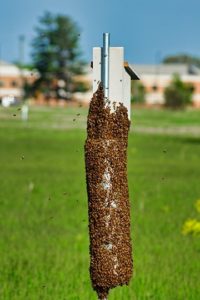 bees swarming around a nest box and pole