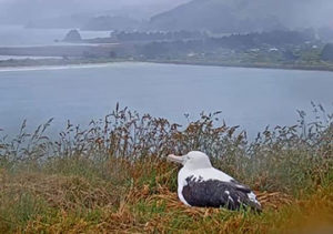 A Northern Royal Albatross looks out from Otago Peninsula in New Zealand.