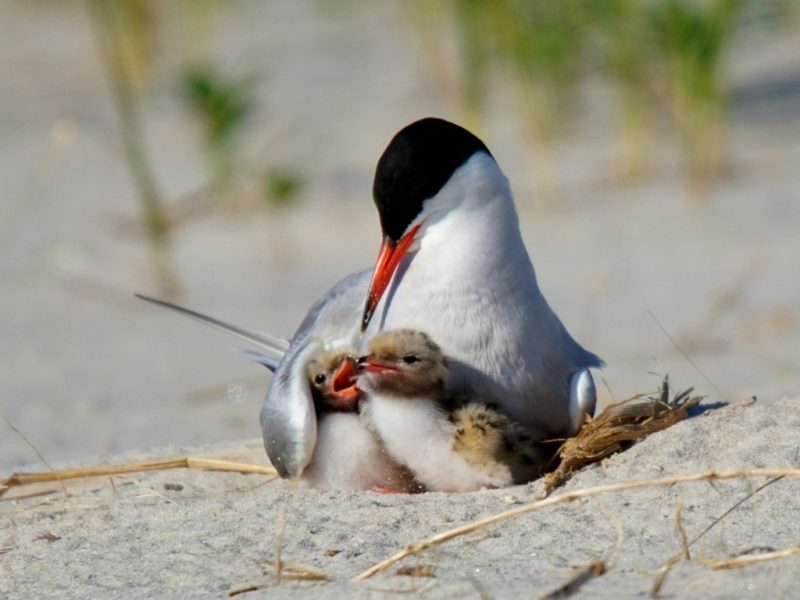 An adult Common Tern feeds her two chicks.