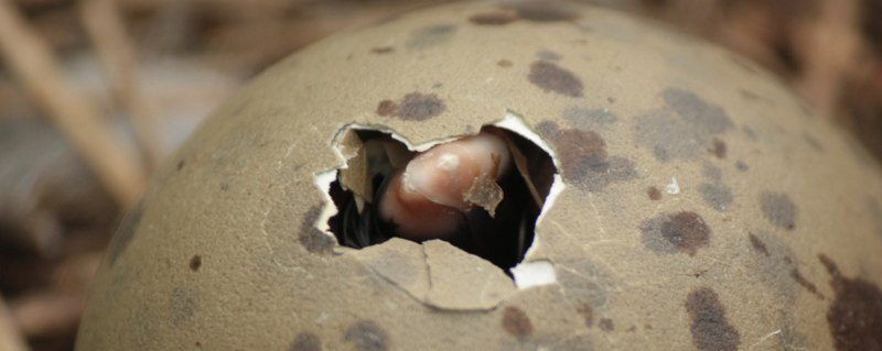 a close up of a black-backed gull egg with a small hole in the shell and a little beak poking out
