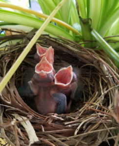 Northern Cardinal nestlings begging for food