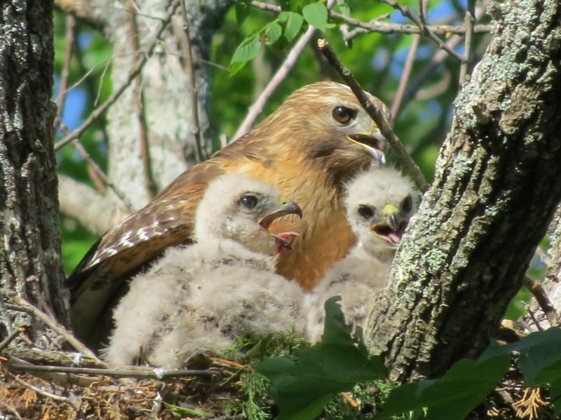 red-shouldered hawk adult and two nestlings in a nest.
