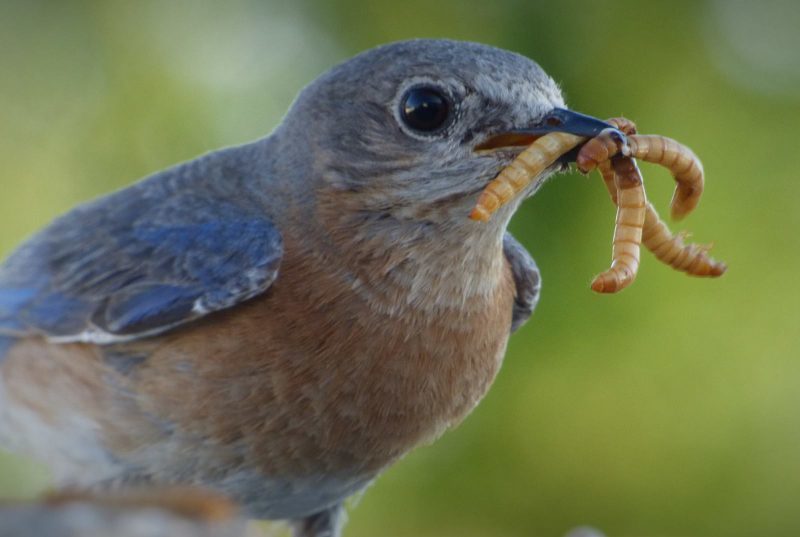 adult bluebird holding mealworms