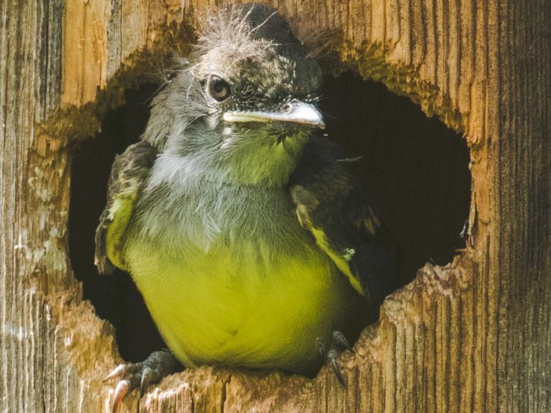 nestling sitting in the entrance hole of a nest box