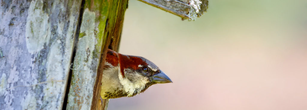 A male House Sparrow looks out of his nest box.