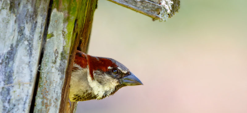 a male house sparrow leaning out of the entrance hole of a wooden nest box